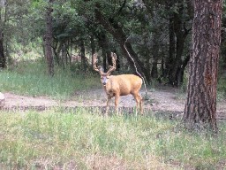 Clarks Fork Buck Visit